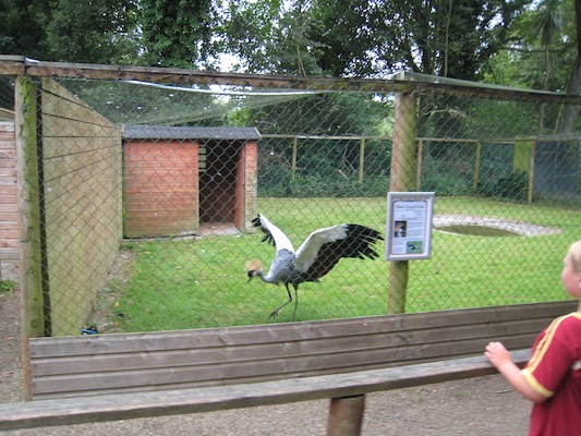 Tim watching a crane (07-15-2011 16:42)