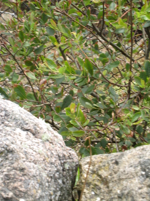 The mineshaft (07-16-2011 13:27)