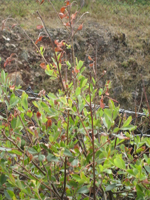 The mineshaft (07-16-2011 13:27)