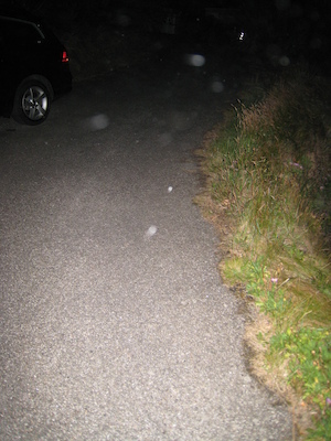 Hunting a hedgehog (07-17-2011 22:31)