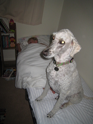 Bazzle on a sleeping Tim (07-17-2011 22:35)