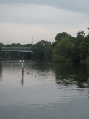 Bird on the Thames (07-21-2011 09:08)