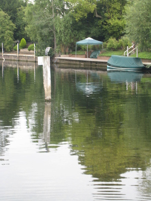 Bird on the Thames (07-21-2011 09:10)