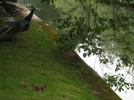 Peacock (07-21-2011 09:12)