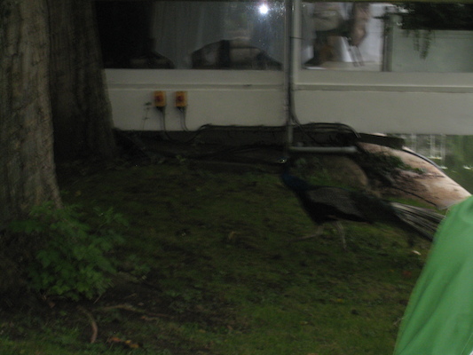 Peacock (07-21-2011 09:12)