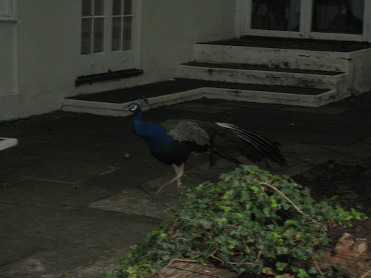 Peacock (07-21-2011 09:12)