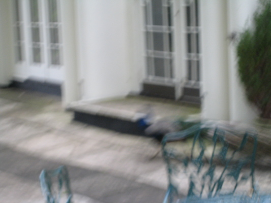 Peacock (07-21-2011 09:12)