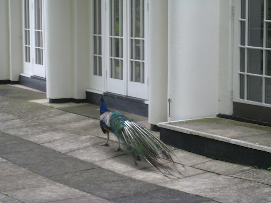 Peacock (07-21-2011 09:12)