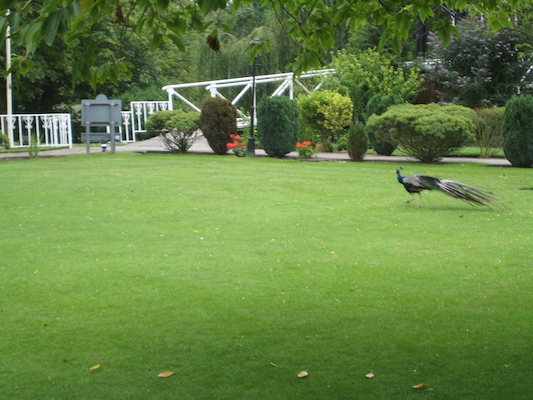 Peacock (07-21-2011 09:14)