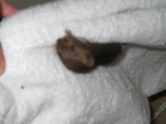 Mouse! (07-21-2011 09:23)