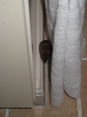 Mouse! (07-21-2011 09:24)