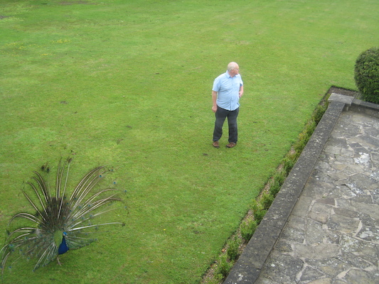 Peacock (07-21-2011 09:48)