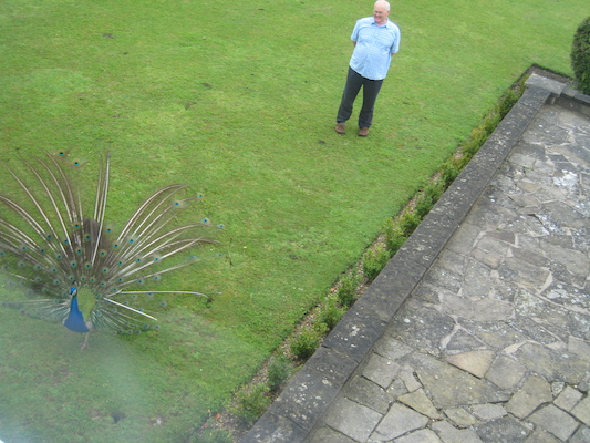 Peacock (07-21-2011 09:48)