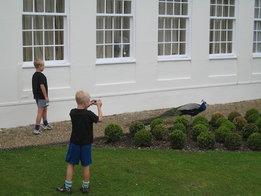 Tim, Cole and the peacock (07-21-2011 09:52)