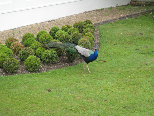 Peacock (07-21-2011 09:52)