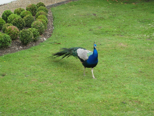 Peacock (07-21-2011 09:52)