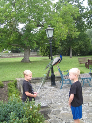 Tim, Cole and the peacock (07-21-2011 09:53)
