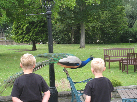 Tim, Cole and the peacock (07-21-2011 09:54)