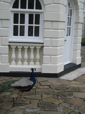 Peacock (07-21-2011 09:54)