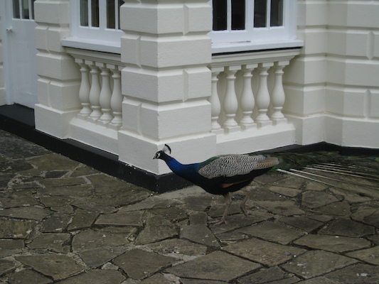 Peacock (07-21-2011 09:55)
