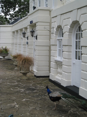 Peacock (07-21-2011 09:55)