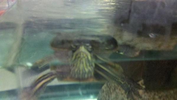 turtle (07-09-2011 15:27)