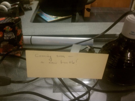 A new turtle! (08-03-2011 19:22)