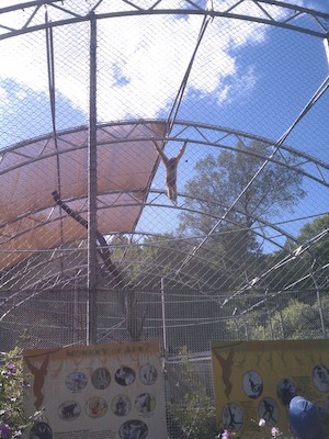 Gibbon (08-12-2011 16:17)