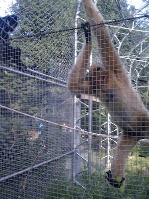 Gibbon (08-12-2011 16:49)
