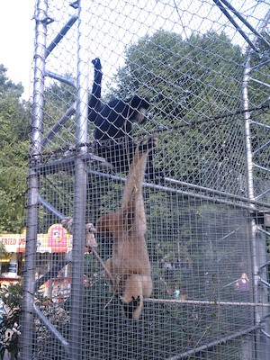 Gibbons (08-12-2011 16:49)
