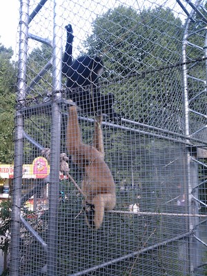 Gibbons (08-12-2011 16:49)