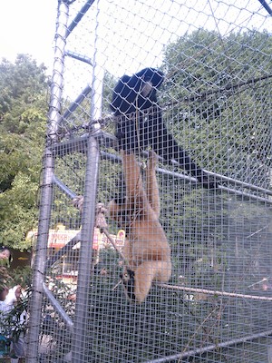 Gibbons (08-12-2011 16:49)