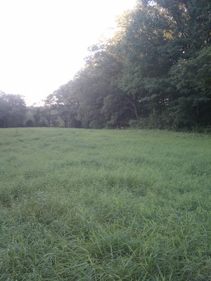 Deer at Huckin's Farm (08-17-2011 19:08)