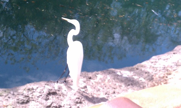 Bird at the Animal Kingdom (02-24-2011 10:09)