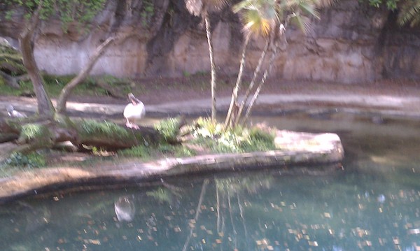 Bird at the Animal Kingdom (02-24-2011 10:09)