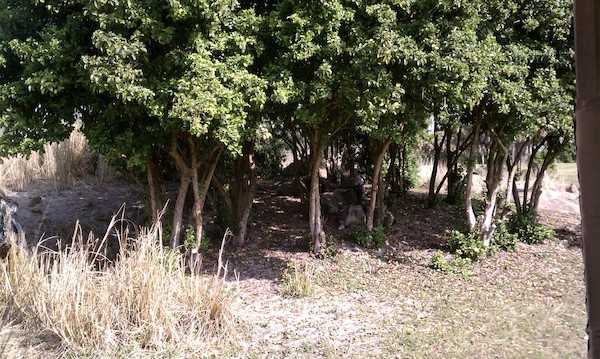 Wildebeest at the Animal Kingdom (02-24-2011 10:14)