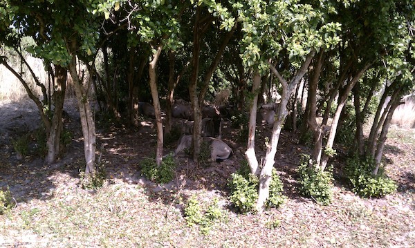 Wildebeest at the Animal Kingdom (02-24-2011 10:14)