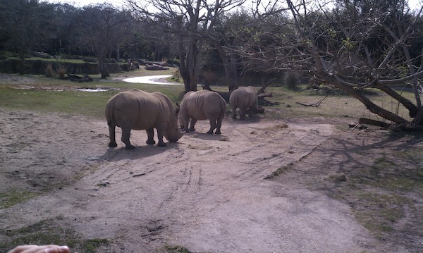Rhinos at the Animal Kingdom (02-24-2011 10:21)