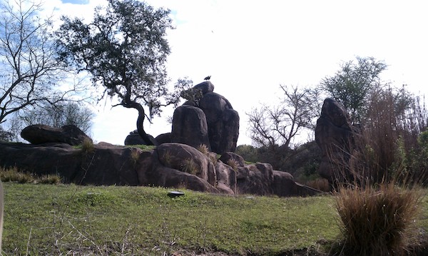 Animal Kingdom (02-24-2011 10:24)