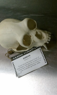 Gibbon skull (02-24-2011 11:08)