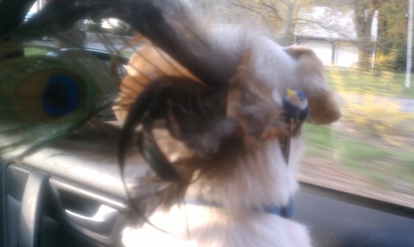 Dog with fascinator on (04-29-2011 18:15)