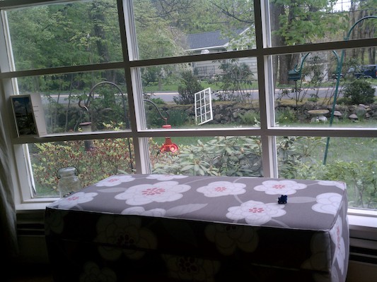 Hummingbird (05-10-2011 13:21)