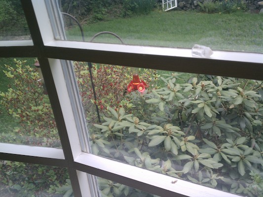 Hummingbird (05-10-2011 13:21)