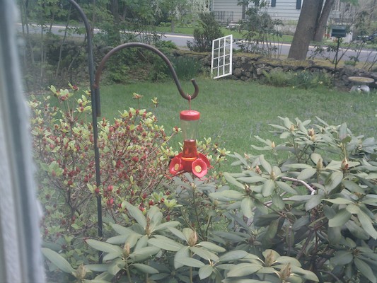 Hummingbird (05-10-2011 13:21)