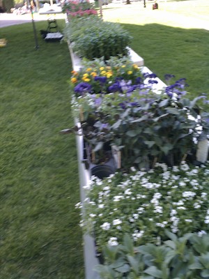 Plant fair (05-13-2011 16:27)
