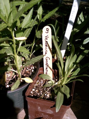 Plant fair (05-13-2011 16:34)