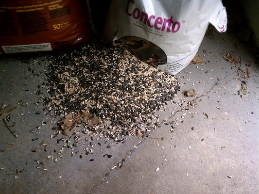 Rodent getting into the birdseed (05-20-2011 11:06)