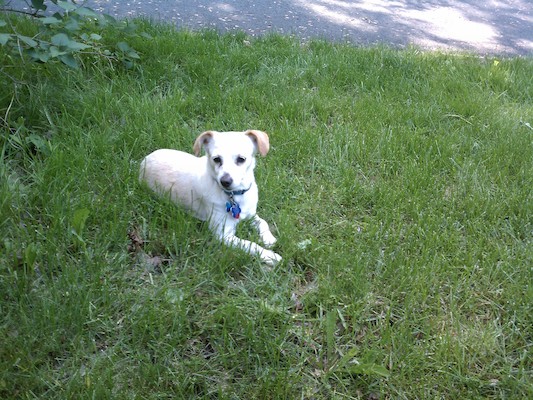 Emily in the grass (05-26-2011 16:16)
