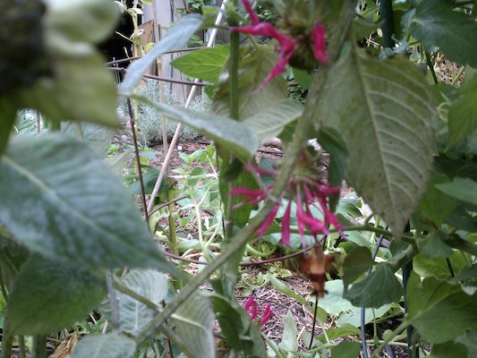 Our garden (08-03-2011 17:15)