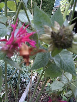 Our garden (08-03-2011 17:15)